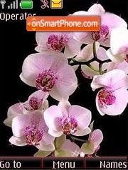 Скриншот темы Orchid