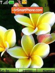 White plumeria es el tema de pantalla