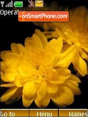 Yellow chrysanthemums theme screenshot
