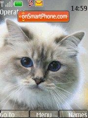 Birman Cat es el tema de pantalla