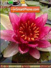 Water-lily tema screenshot
