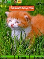 Ginger Kitten 01 tema screenshot