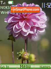 Скриншот темы Flowers dahlias