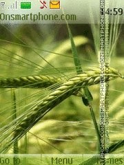 Wheat 01 tema screenshot