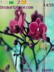 Orhideya Theme-Screenshot
