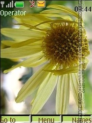 Скриншот темы Faded chrysanthemums