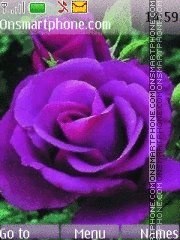 Скриншот темы Purple rose 2