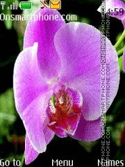 Orchids Theme-Screenshot