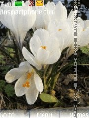 Capture d'écran Crocus thème