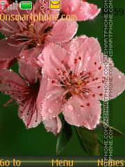 Spring flowers tema screenshot