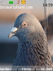 Скриншот темы Pigeon