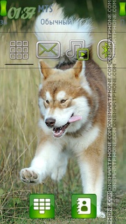 Malamute-Abram tema screenshot