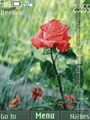  Roses and rain tema screenshot