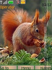 Little squirrel es el tema de pantalla