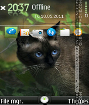 Hungry cat 01 theme screenshot